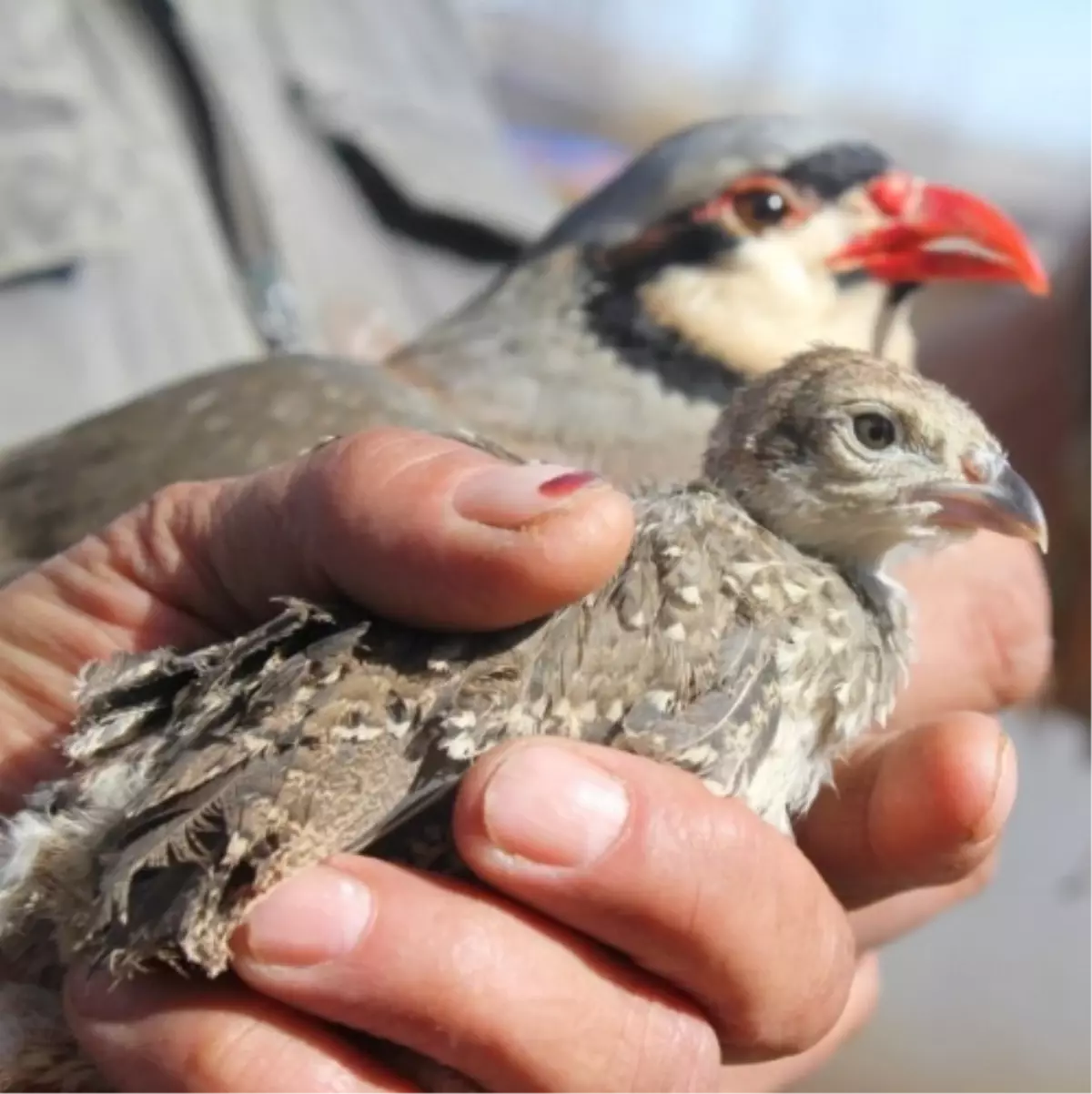 Kozluk\'ta Doğaya Keklik Bırakıldı