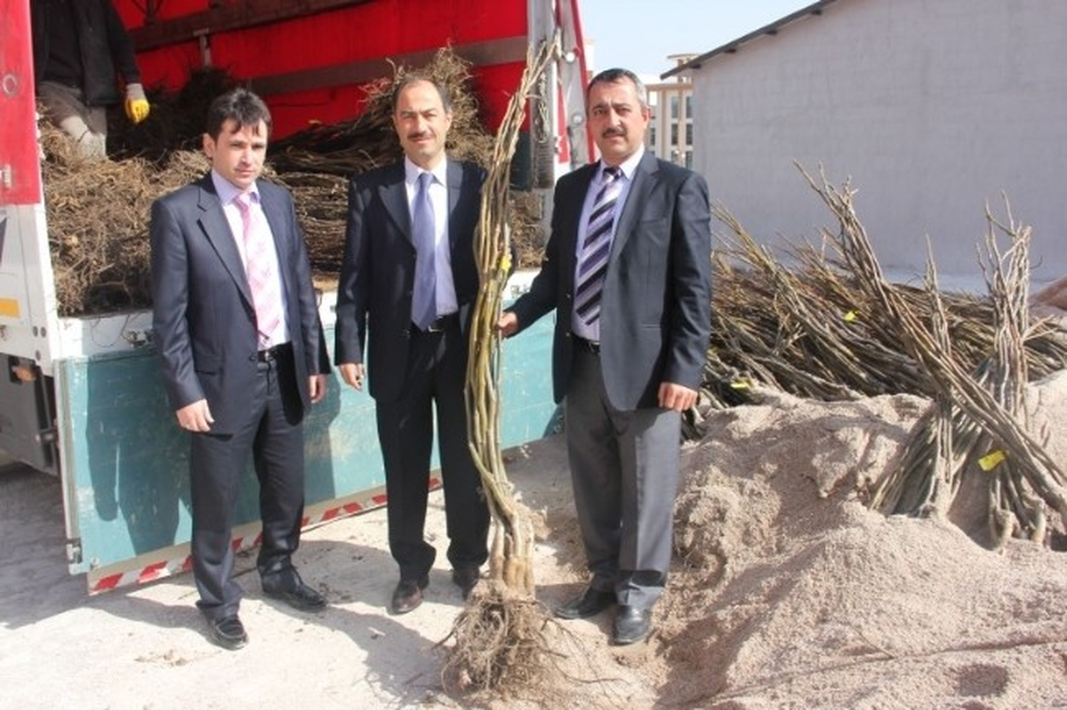 Nevşehir\'de Üreticilere Meyve Fidanı Dağıtıldı