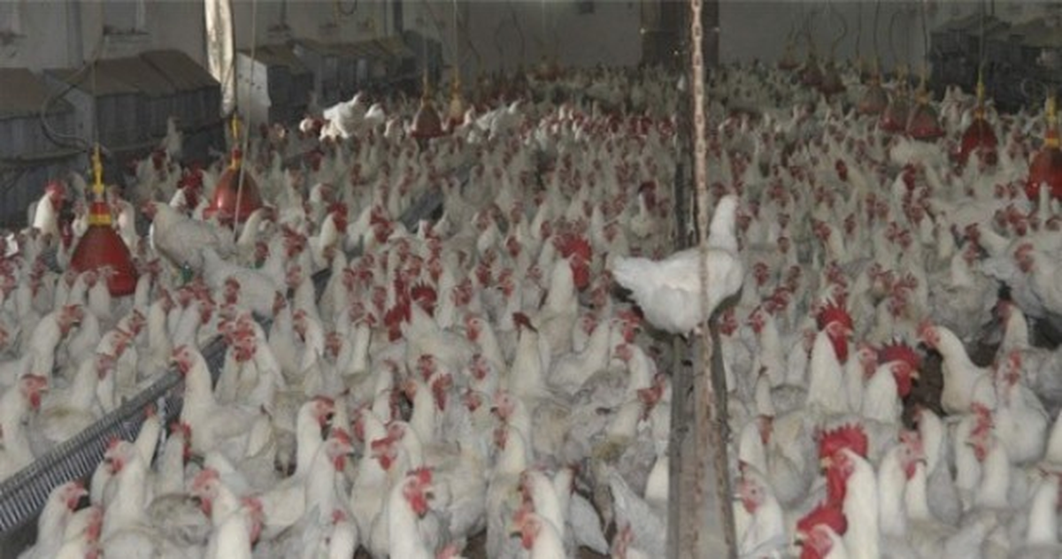Türkiye, Tavuk Eti Üretiminde Avrupa Birliği Ülkeleri Arasında İlk Sırada…