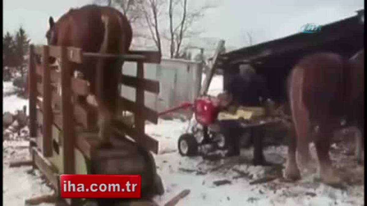 Beygir Gücüyle Çalışan Testere