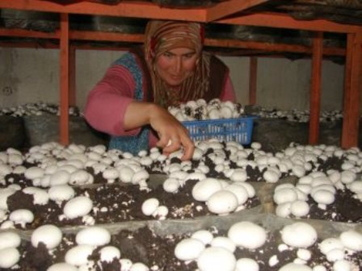 Burhaniye\'de Mantar Üretimi Kadınlara İş Kapısı Oldu