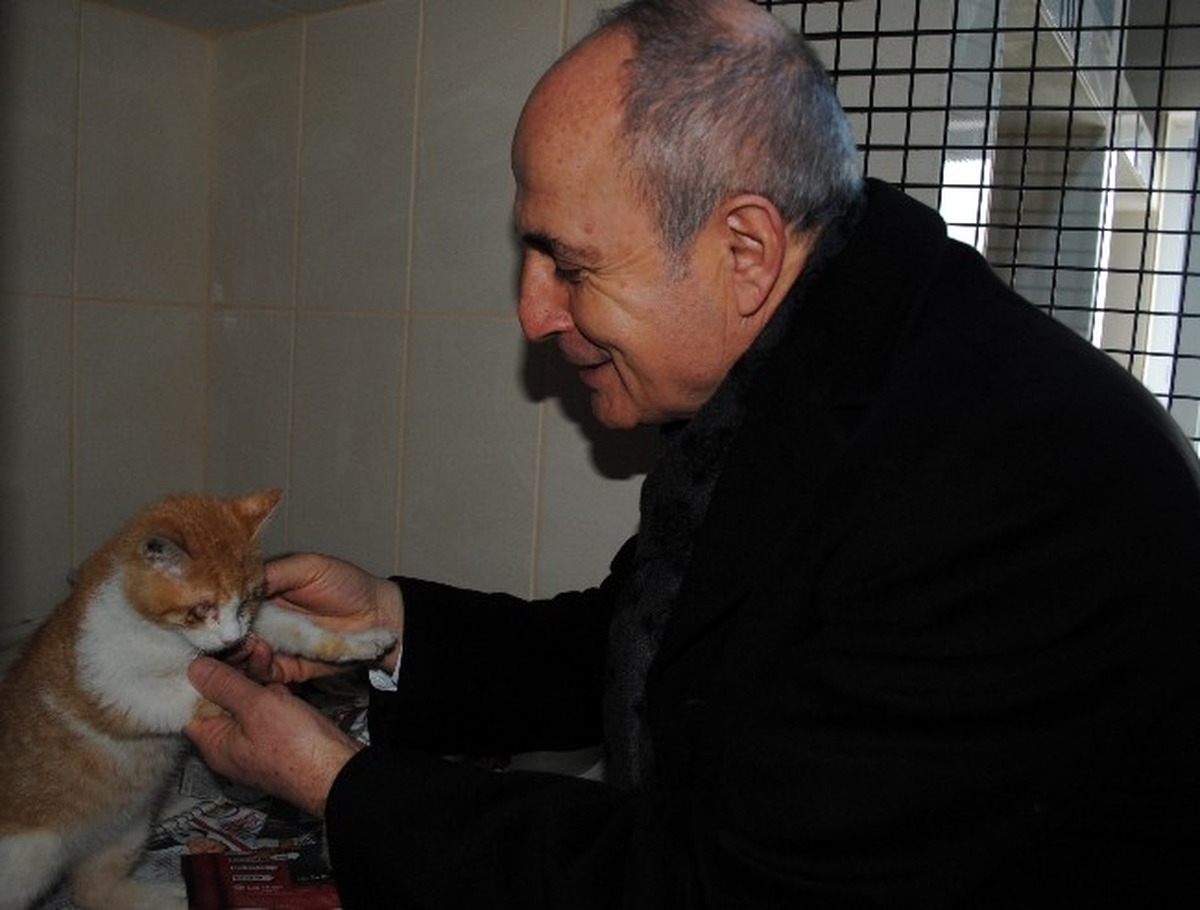 Büyükçekmece\'de 5 Yıldızlı Kedi Evi