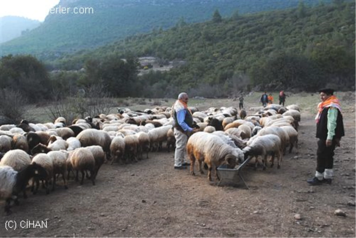 Çobanlar "Sürü Yönetimi Elemanı" Olacak