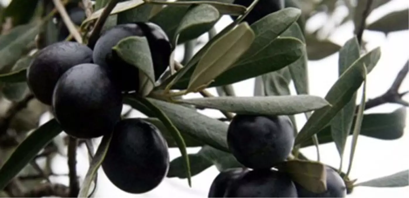 Edincik Depolarında 4 Milyon 768 Bin 978 Kilogram Zeytin Stoğu Var