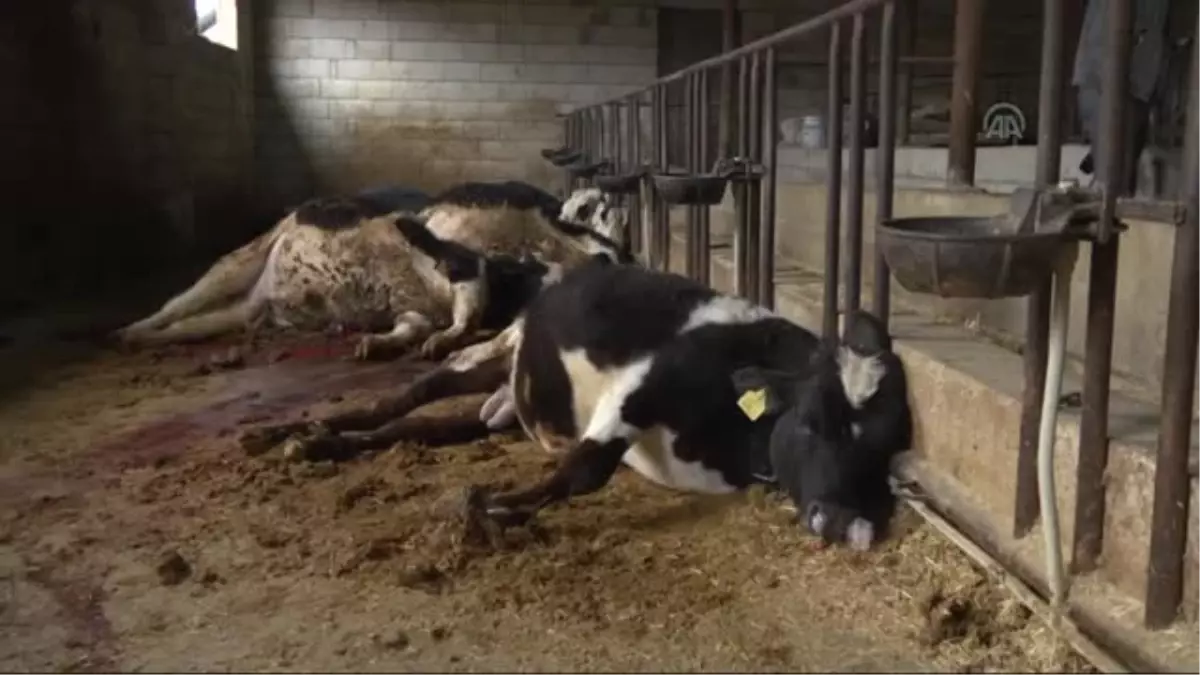 Elektrik Akımına Kapılan 6 İnek Telef Oldu