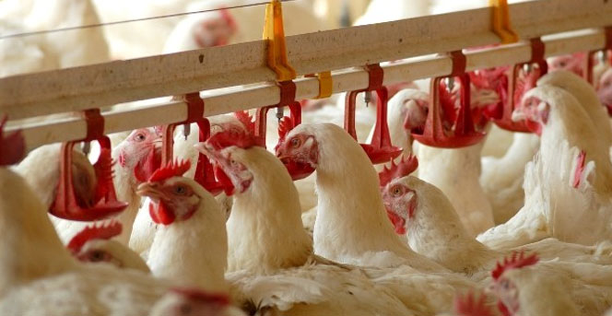 Japonya Pazarı, Yeniden Türk Tavukçusuna Açılıyor