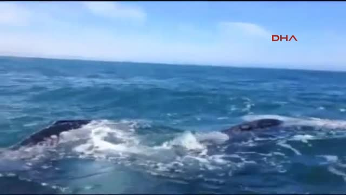 Kanadalı Turist, Balinadan Böyle Kuyruk Tokadı Yedi