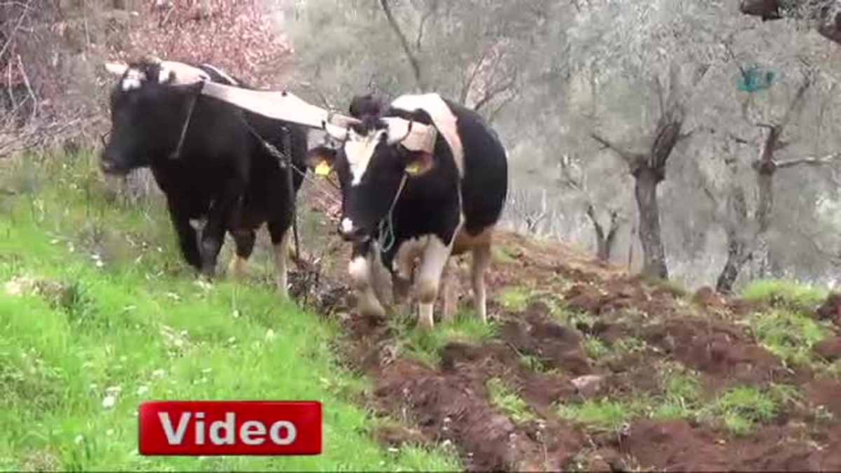 Kuraklık Nedeniyle Çiftçiler Arazileri Erken İşlemeye Başladı