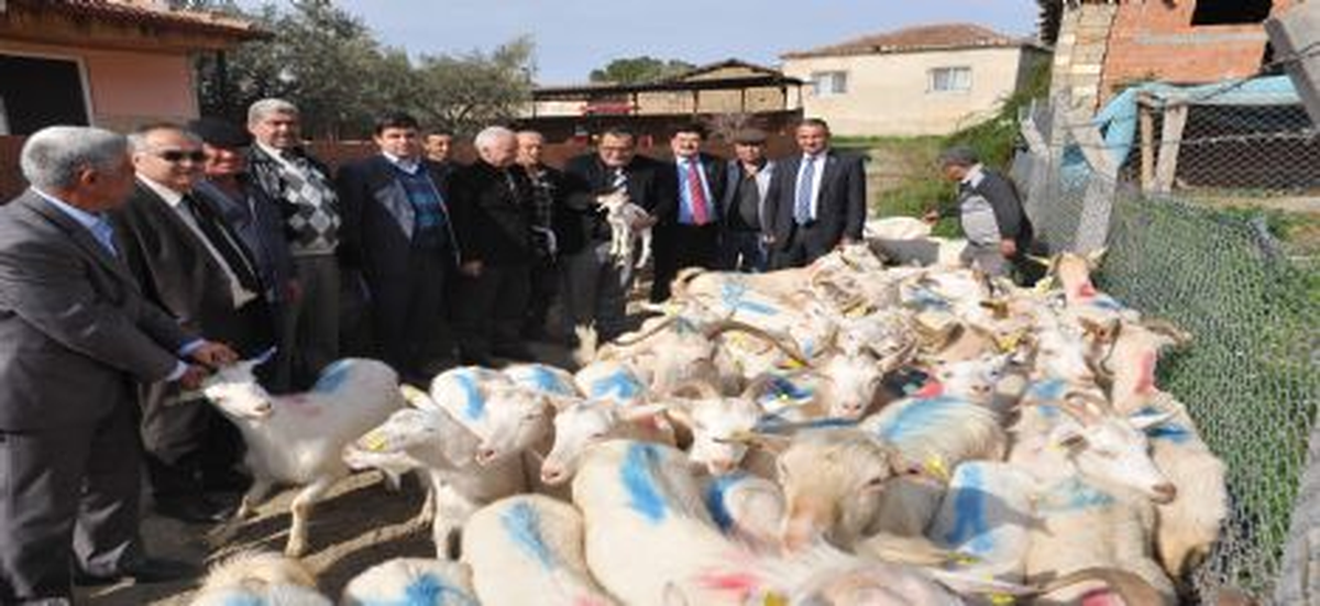 Nazilli\'de Köylülere Saanen Keçisi Dağıtıldı