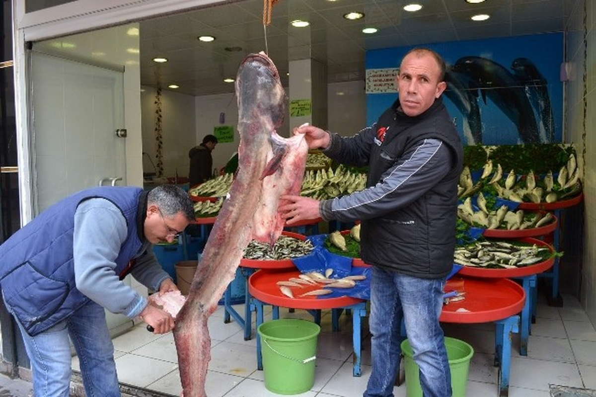 Niğde\'deki Dev Yayın Balığı Görenleri Şaşırtıyor