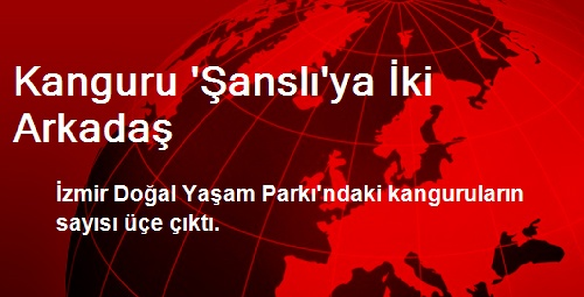 Kanguru \'Şanslı\'ya İki Arkadaş