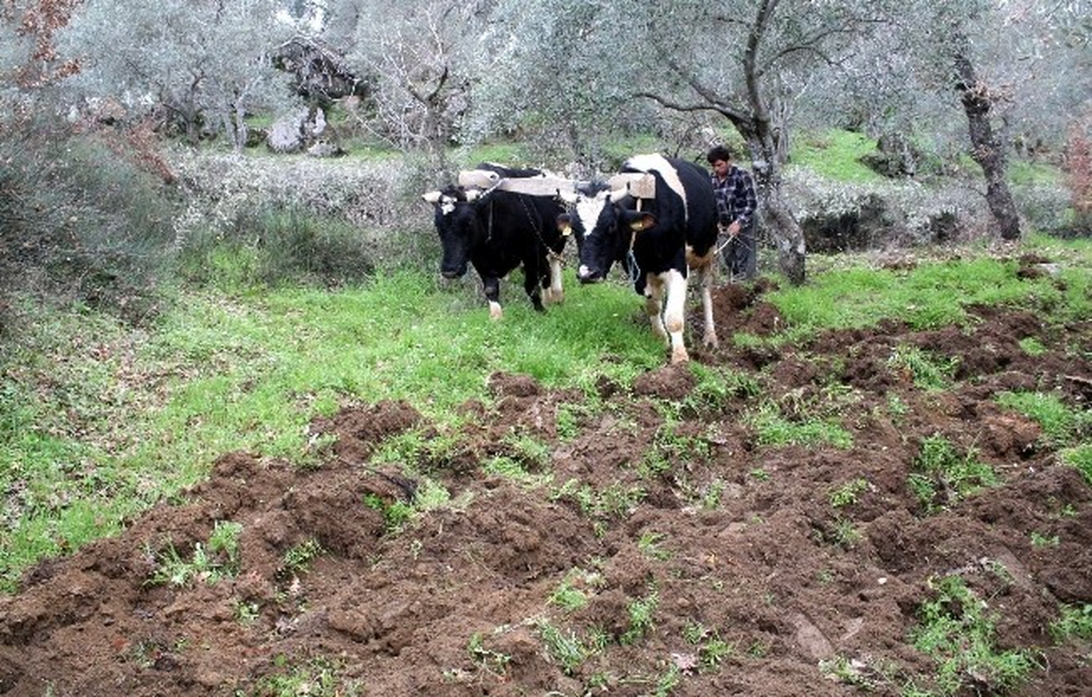 Aydın\'da Karasaban Dönemi Devam Ediyor