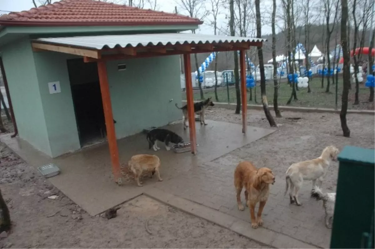 Sokak Köpeklerine Geçici Bakımevi'nin Açılışı Yapıldı
