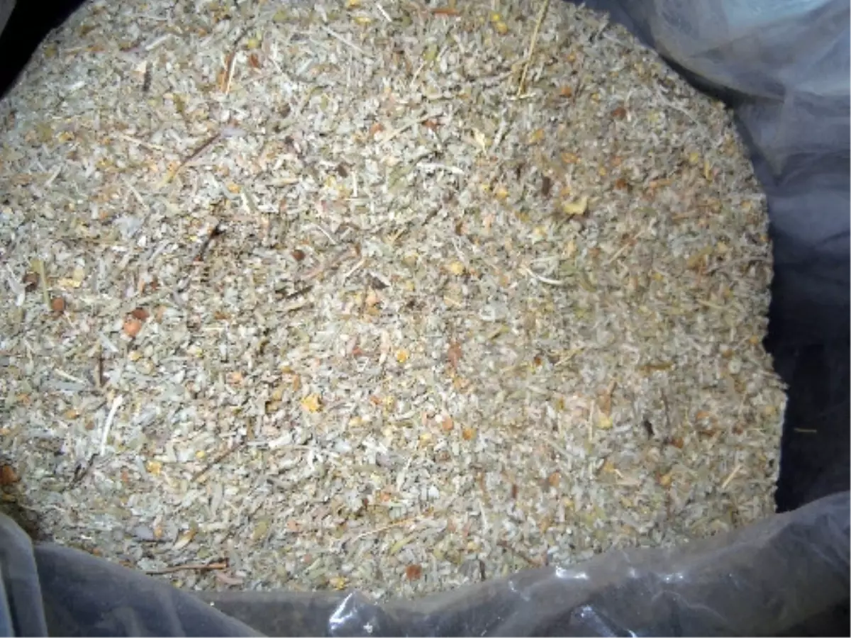 Göztepe\'de Lüks Otomobilde 10 Kilo Bonzai Ele Geçirildi