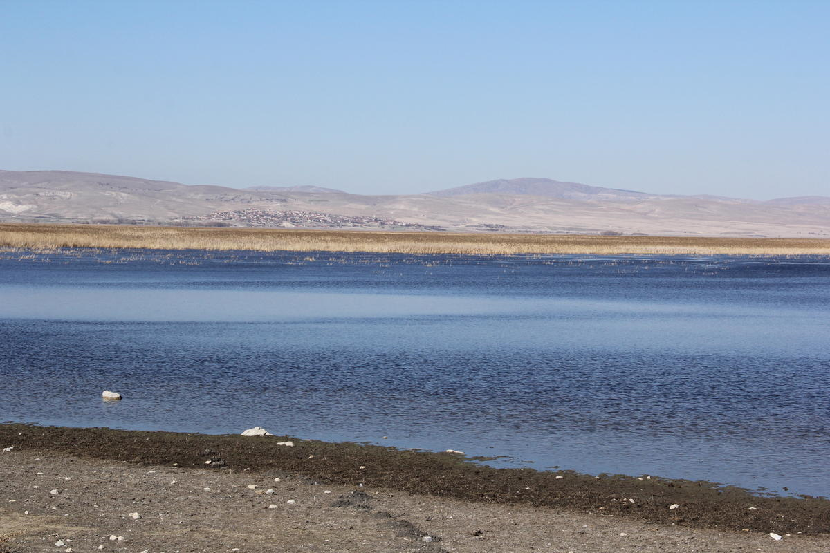 Ilıman Kış" Kuşları Göç Ettirmedi