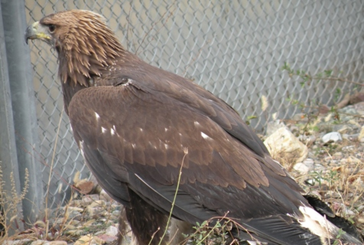 Kaya Kartalı Yaralı Bulundu