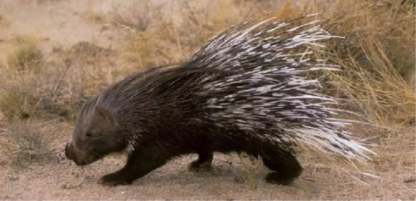 Oklu Kirpi Ailesi Genişliyor