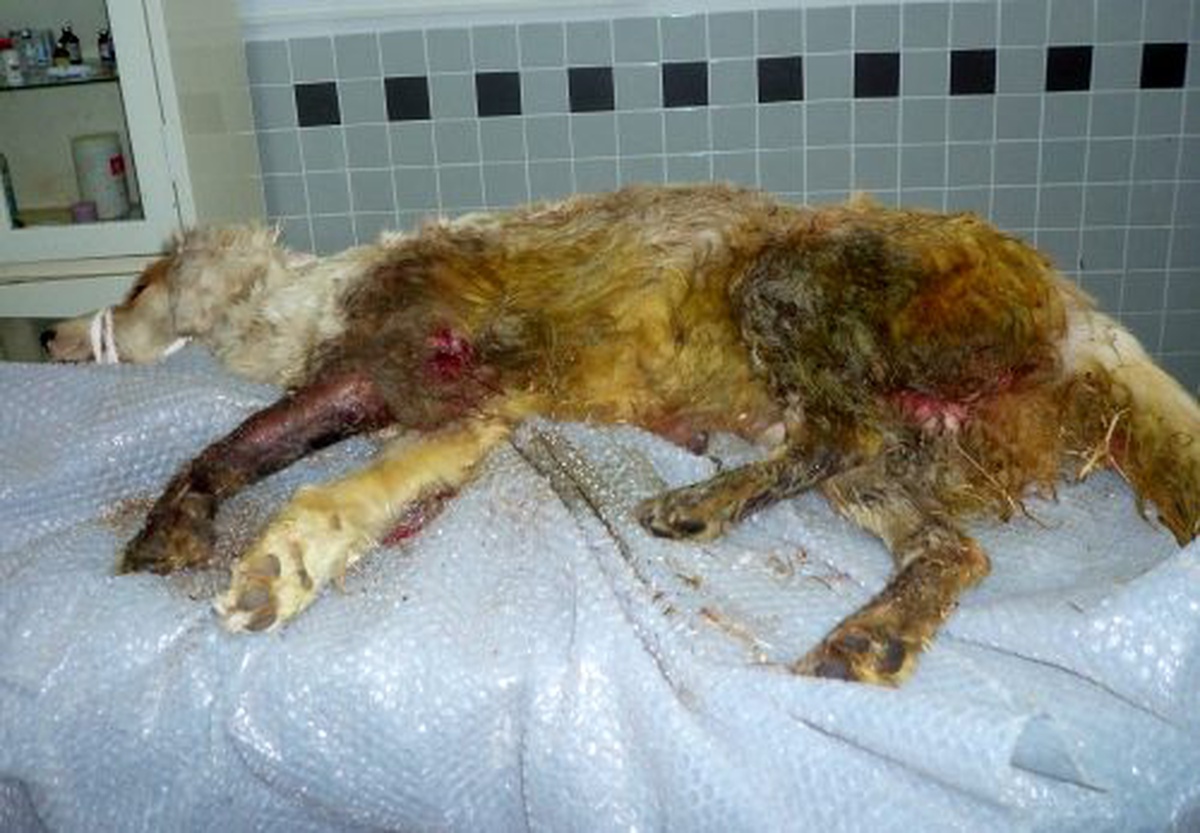 Tüfekle Yaralanan Köpek Tedavi Altına Alındı