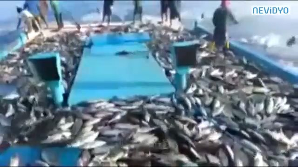 Gemide Balık Yağmuru