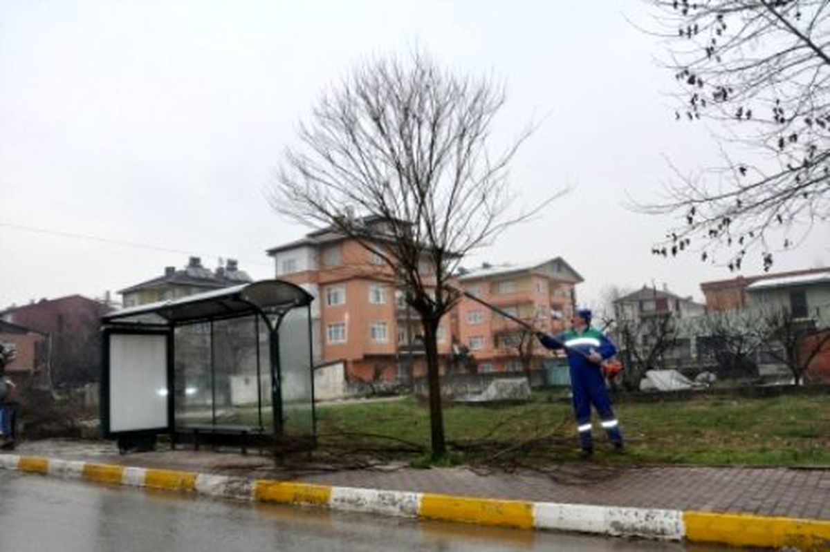 Bakım ve Budama Çalışmaları Devam Ediyor 
