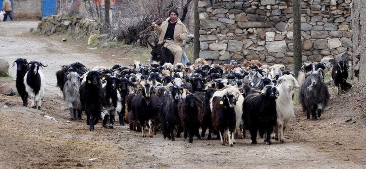 Çoban Okulu Açıldı