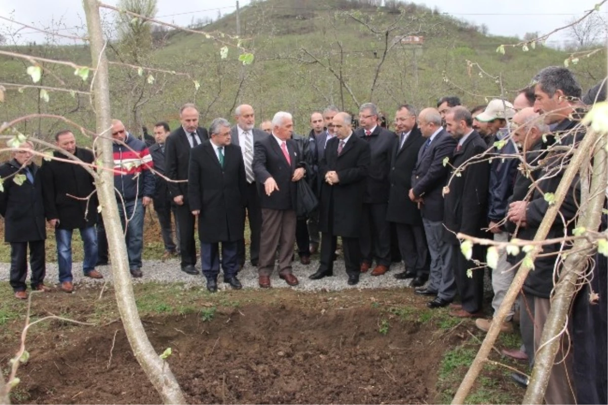 Tirebolu İlçesinde Örnek Fındık Bahçesi Projesi