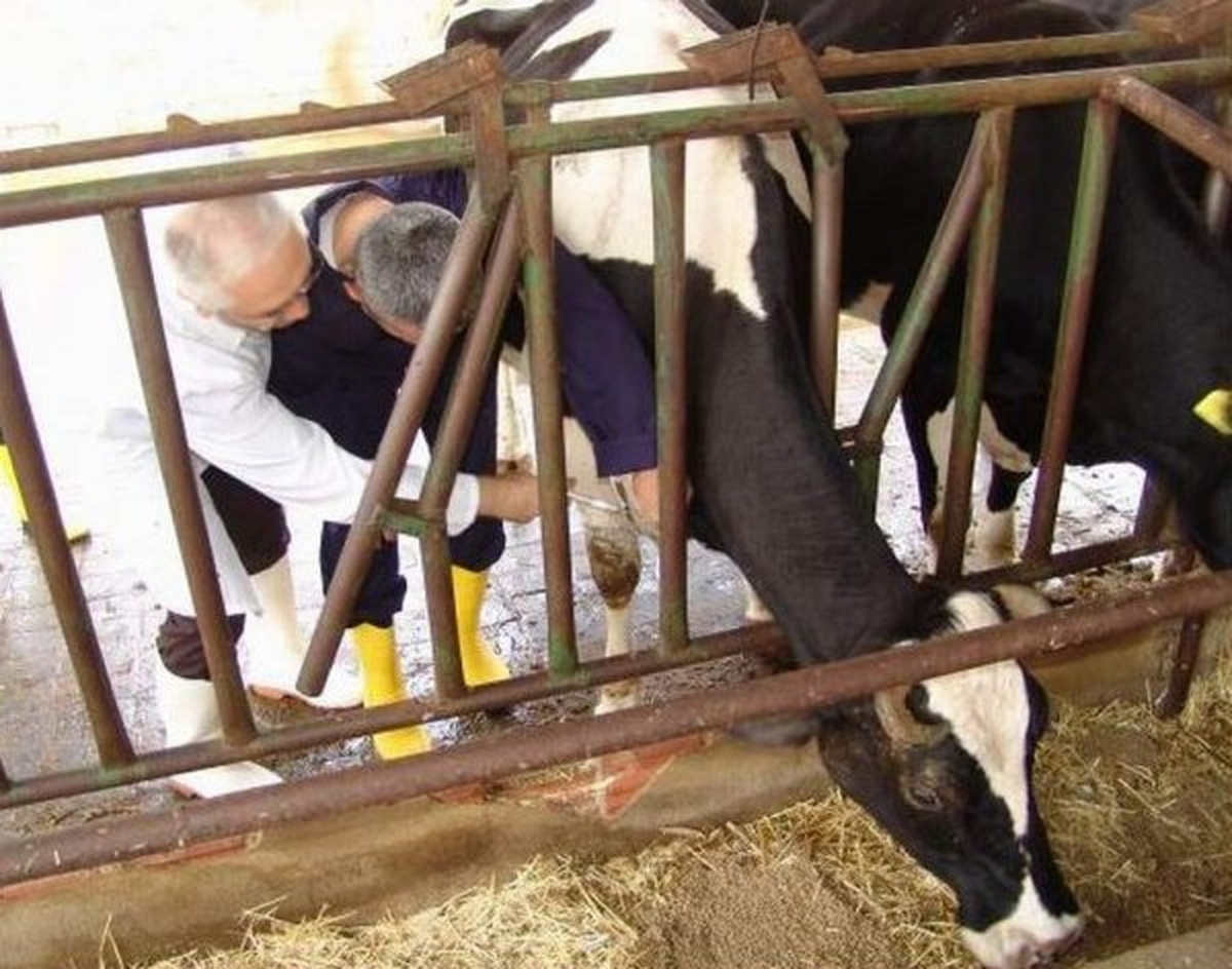 120 Bin Büyükbaş Hayvana Aşı