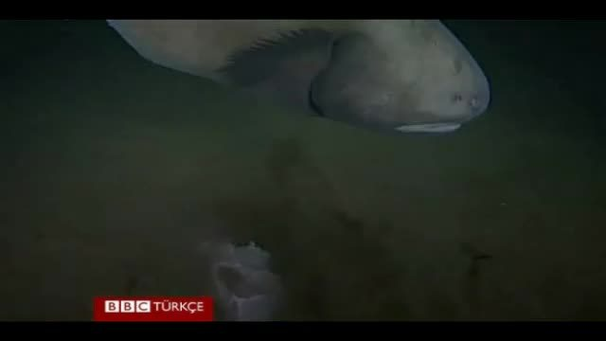 Bilinmeyen Denizlerden İlk Görüntüler