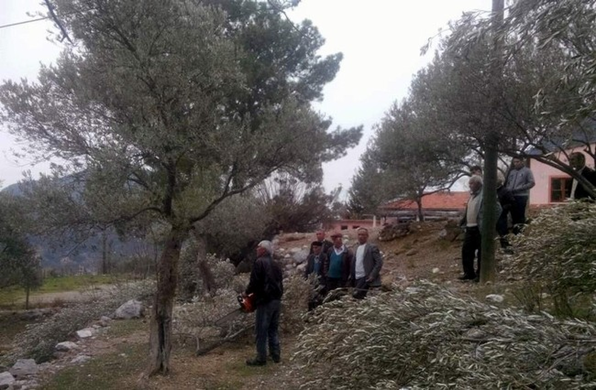 Dalaman\'da Zeytin Ağaçları Gençleştiriliyor