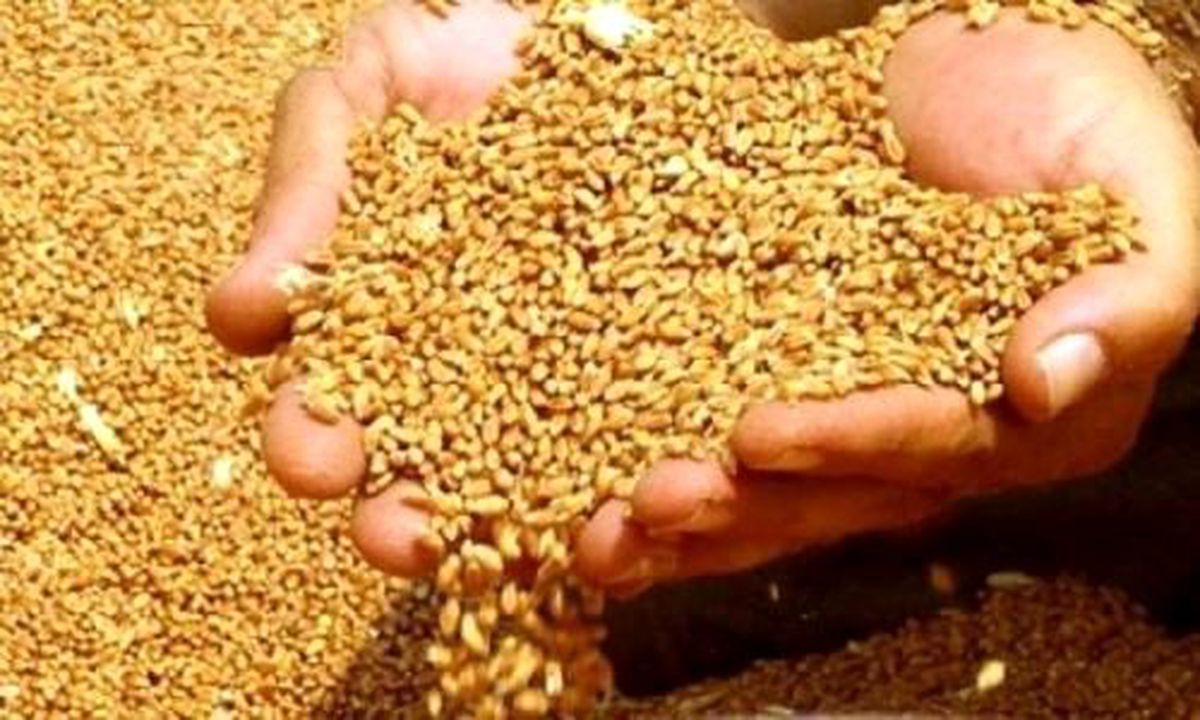 Buğdayın Kilogramı 0,788 Liradan Satıldı