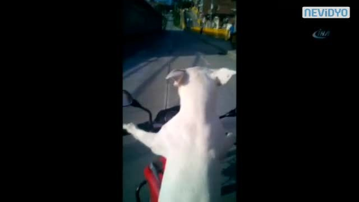 Köpek Direksiyona Geçerse
