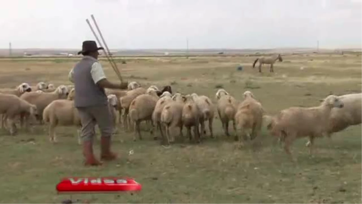 Aksaray\'da 3\'üncü Çobanlık Okulu Açıldı