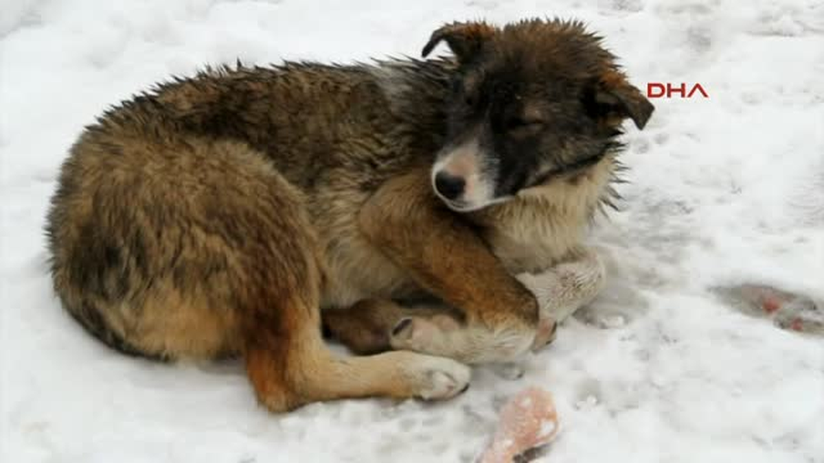 Aracın Çarptığı Yaralı Köpek Telef Oldu