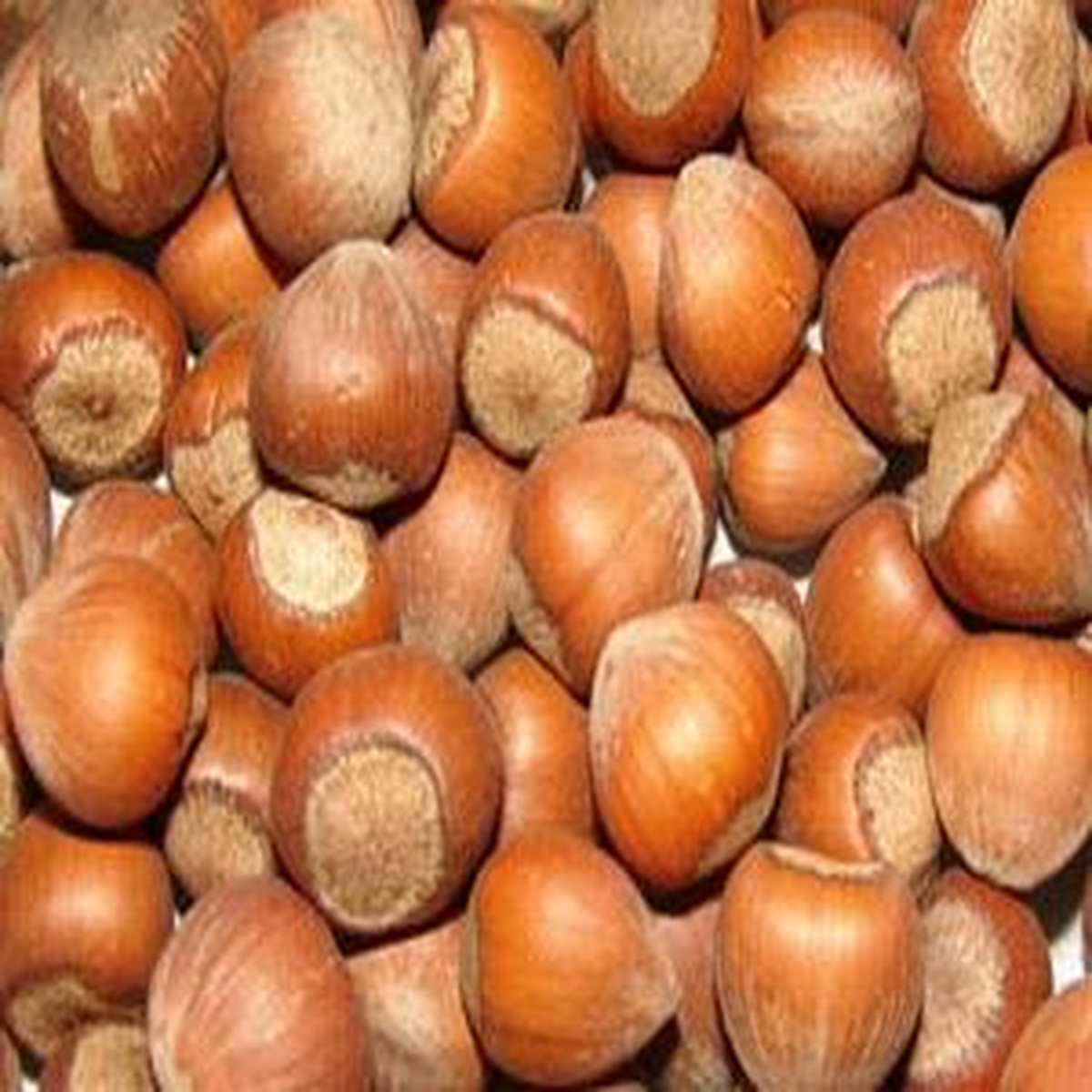 Giresun Ticaret Borsasında Fındık Fiyatları