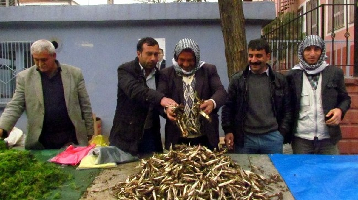 Baharın Müjdecisi Kenger Pazardaki Yerini Aldı
