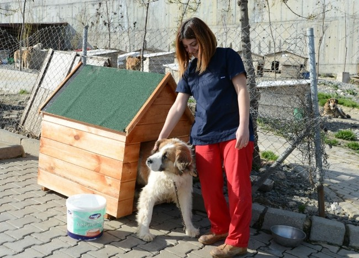 Beylikdüzü\'nde Köpekler İçin 200 Yeni Kulübe Yaptırıldı