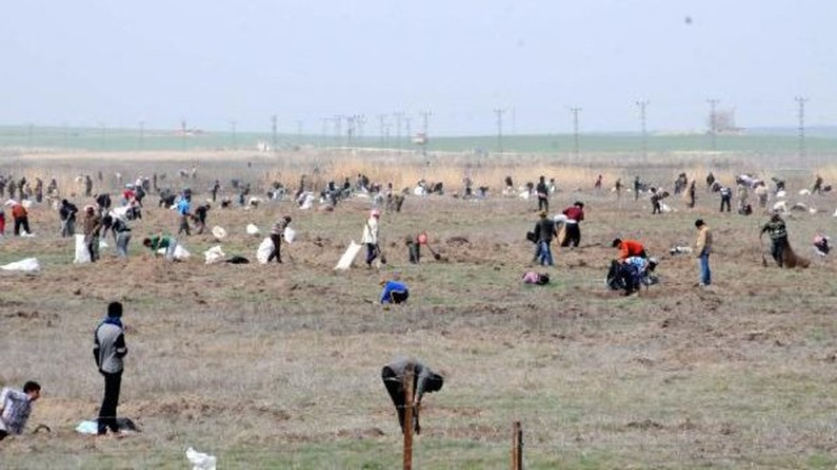 Suriyeliler Sınırda Meyan Kökü Topluyor