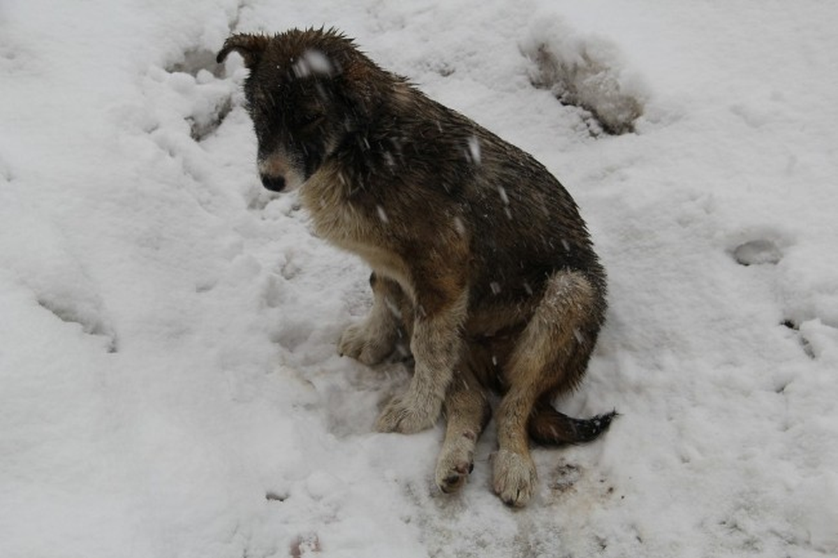 Başkale\'de Yaralı Köpeğe Vatandaşlar Sahip Çıktı