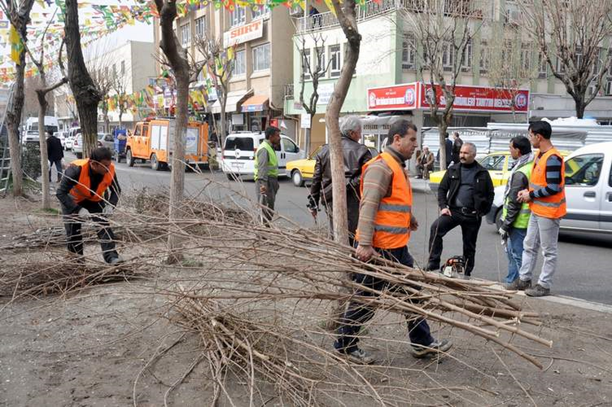 Ağaç Budama Çalışmaları Başladı