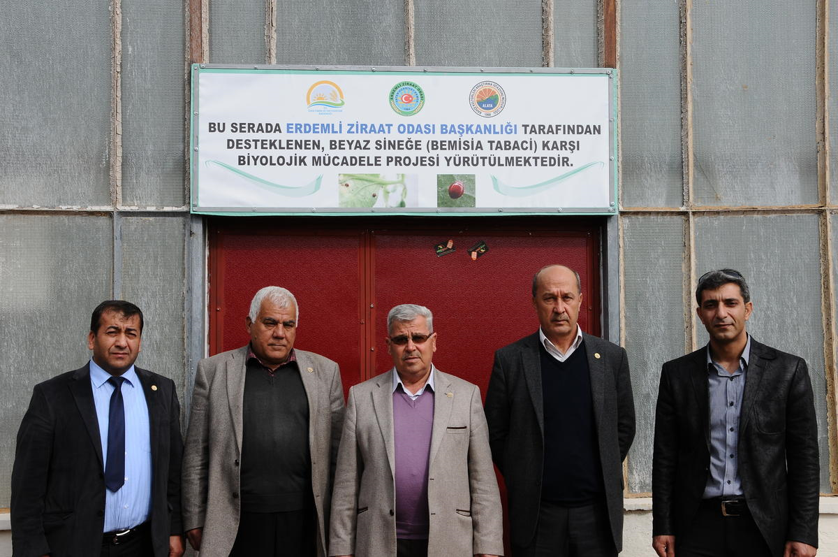 Beyazsineğe Karşı "Avcı Böcek"Le Mücadele