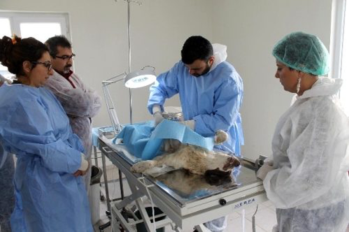 Barınma Evindeki Köpekler Kısırlaştırılıyor