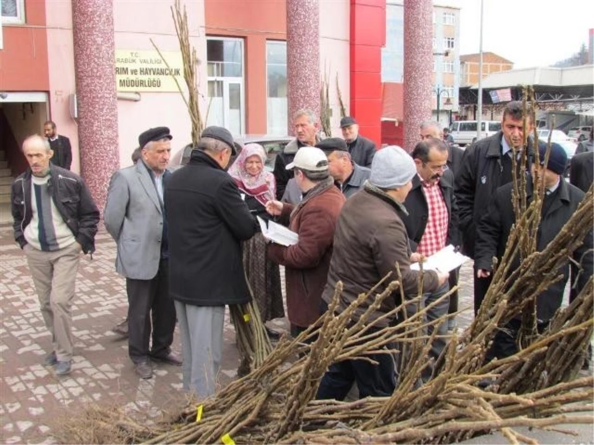 Çiftçilere 7 Bin 500 Ceviz Fidanı Dağıtıldı