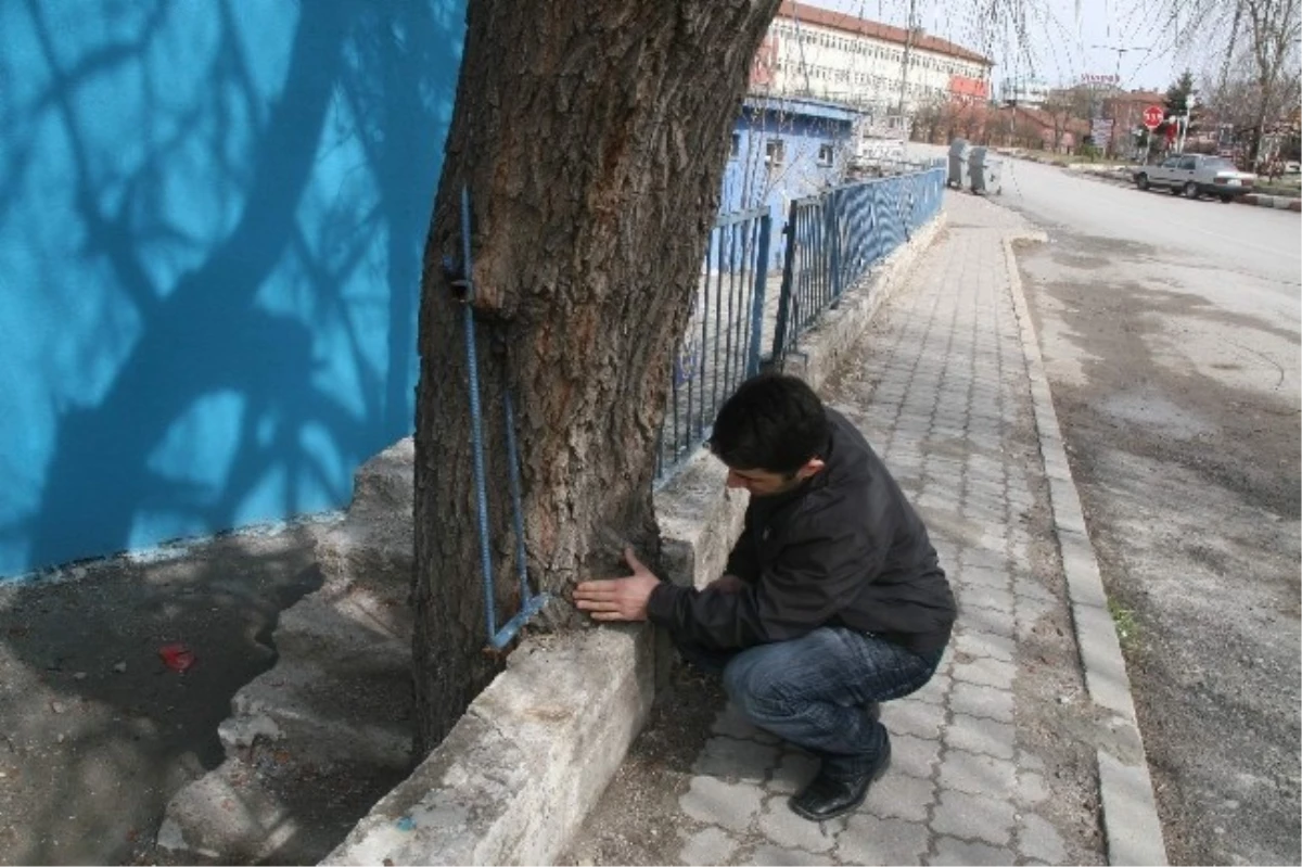 Söğüt Ağacı Demir Parmaklıkları Yuttu