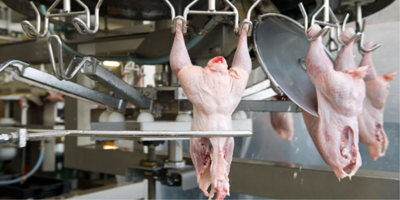 Bu Yıl Kanatlı Eti Üretimi İlk Kez 2 Milyon Tonu Geçecek"