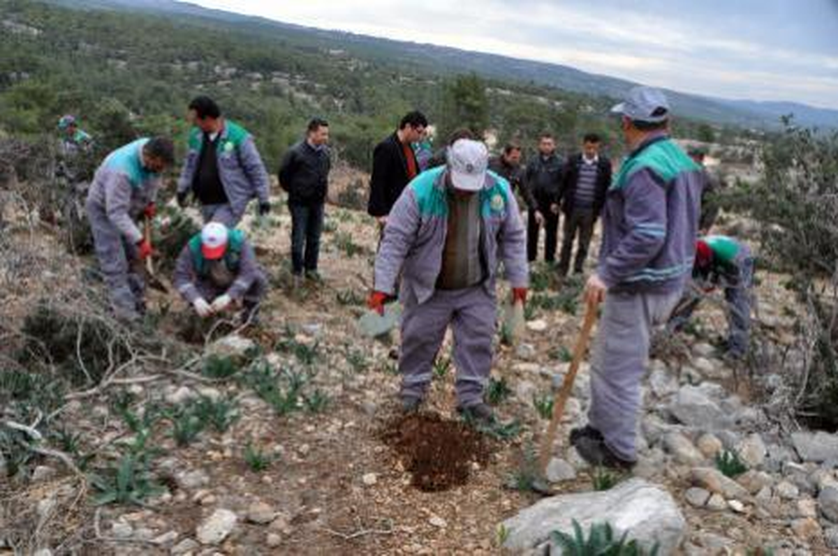 Dikenli İncir, Ormanı Yangından Koruyacak