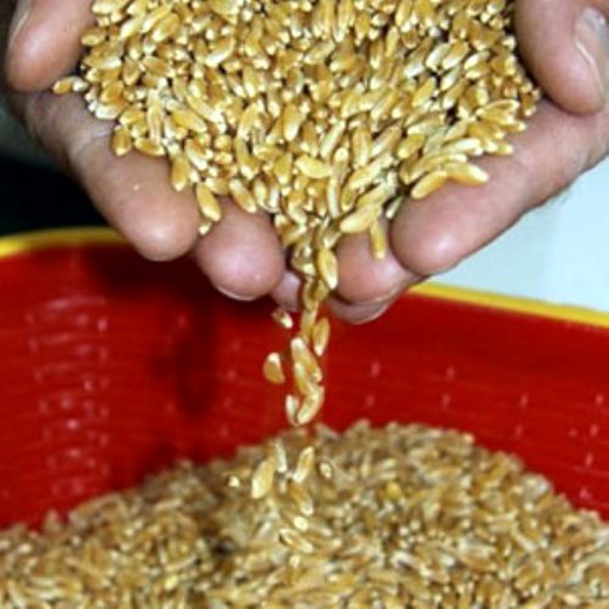 Hububat Üretimi 2 Milyar Tona, Buğday Rekora Gidiyor