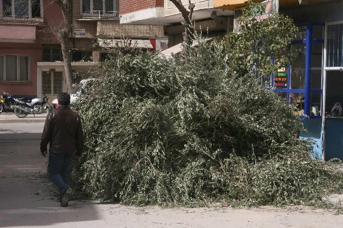 Fırınlarda Zeytin Dalı Yakılmasına Tepki
