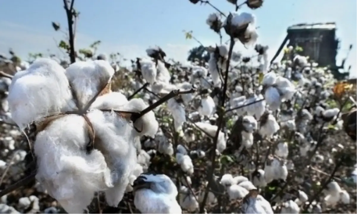 Şanlıurfa Ticaret Borsasında Ürün Fiyatları