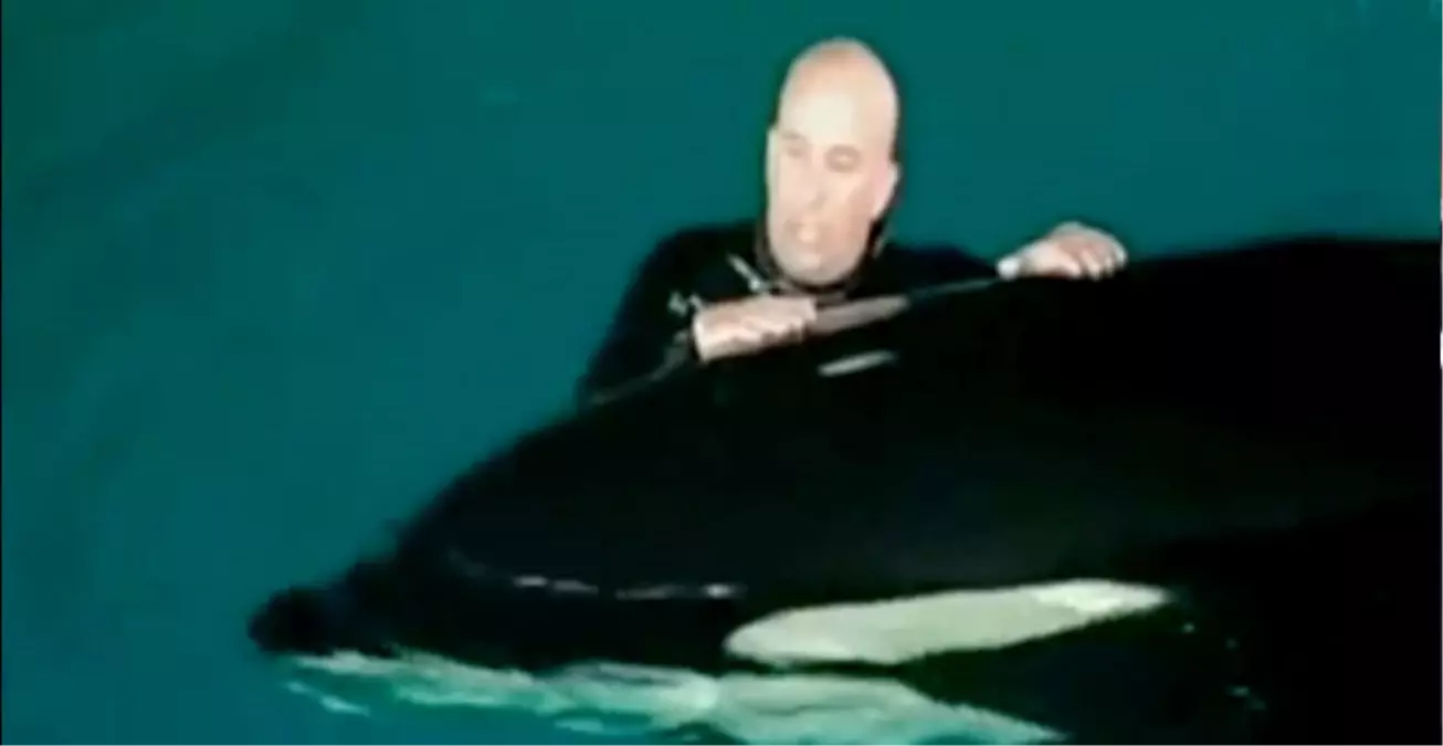 Balina Eğitmenine Saldırdı