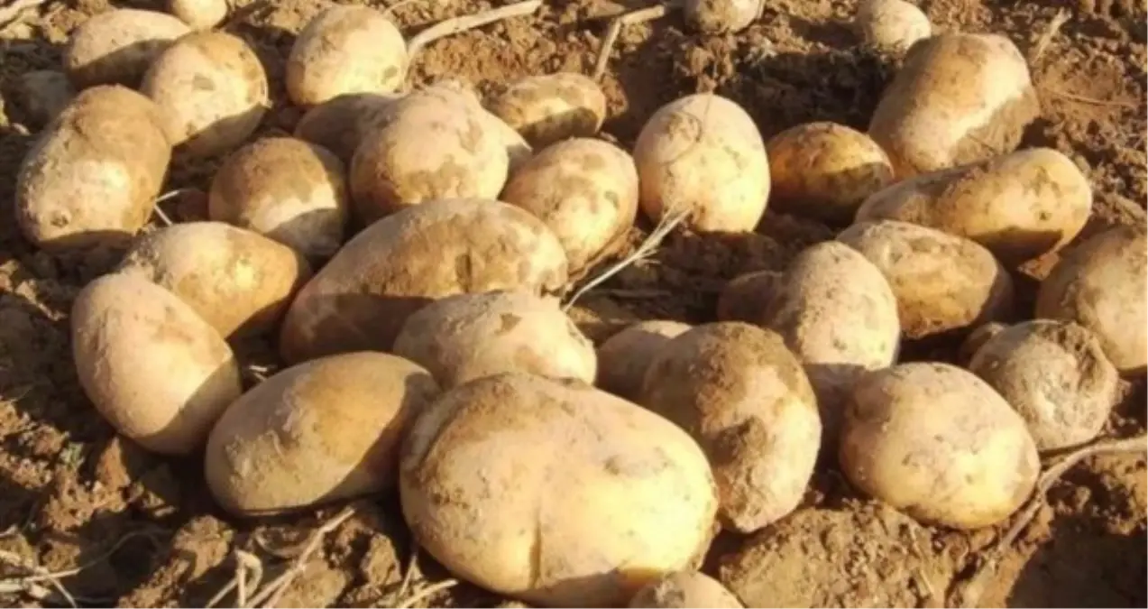 Başkale Patates Üretim Merkezi Olacak